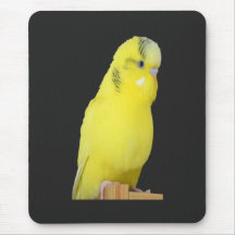 niedlicher gelber Wellensittich