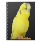 niedlicher gelber Wellensittich Notizblock (Vorderseite)