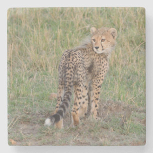 Niedlicher Geparden Cub mit Rückblick. Steinuntersetzer