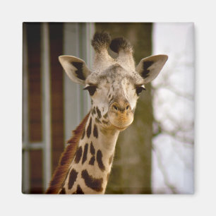 Niedlicher Giraffen-Foto-Magnet Magnet