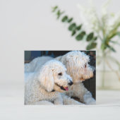 Niedlicher Golden Doodle-Hintergrund Postkarte (Stehend Vorderseite)