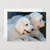 Niedlicher Golden Doodle-Hintergrund Postkarte (Vorne/Hinten)