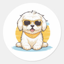 Niedlicher Golden Maltese Hund mit Sonnenbrille