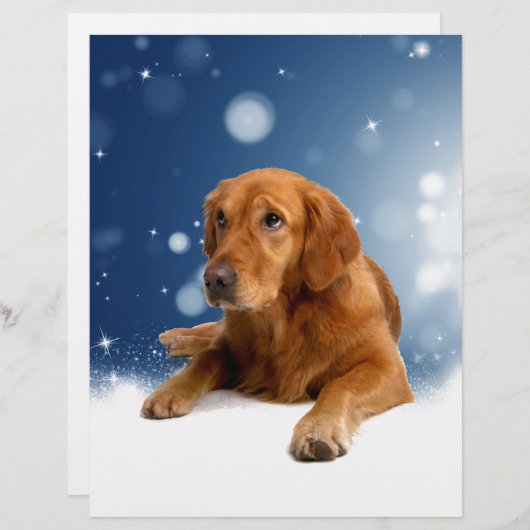 Niedlicher Golden Retriever Hund sitzt in Schneest Briefkopf (Vorne/Hinten)