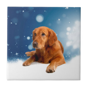 Niedlicher Golden Retriever Hund sitzt in Schneest Fliese