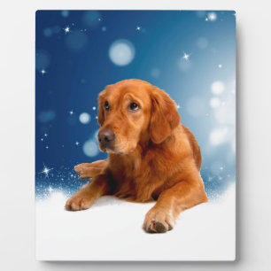 Niedlicher Golden Retriever Hund sitzt in Schneest Fotoplatte