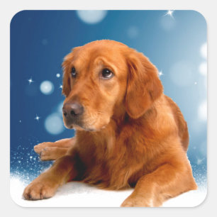 Niedlicher Golden Retriever Hund sitzt in Schneest Quadratischer Aufkleber