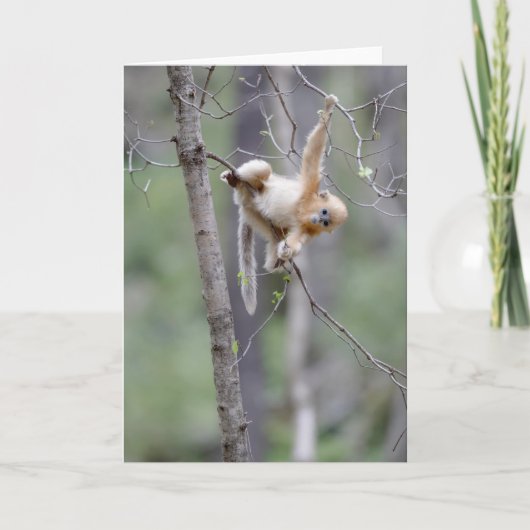Niedlicher Golden Snub-nosed Affe auf Baumzweigen Karte (Vorderseite)