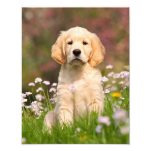 Niedlicher goldener Retriever-Hundewelpe - Fotodruck