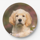 Niedlicher goldener Retriever-Hundewelpe, Pappteller (Vorderseite)
