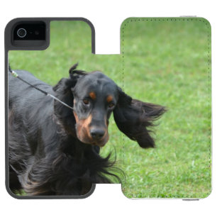 Niedlicher Gordon-Setzer Incipio Watson™ iPhone 5 Geldbörsen Hülle