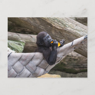 Niedlicher Gorilla, der Sie isst und anschaut Postkarte