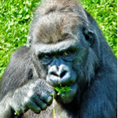 NIEDLICHER GORILLA PUZZLE