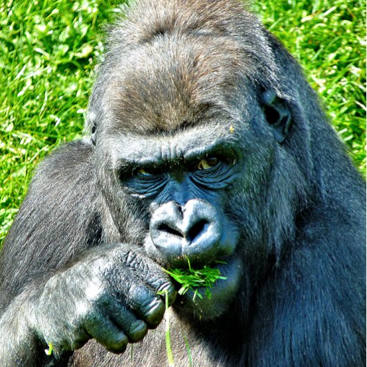 NIEDLICHER GORILLA PUZZLE