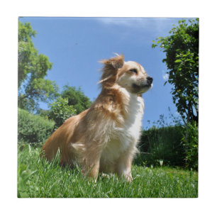 Niedlicher Grashund Fliese