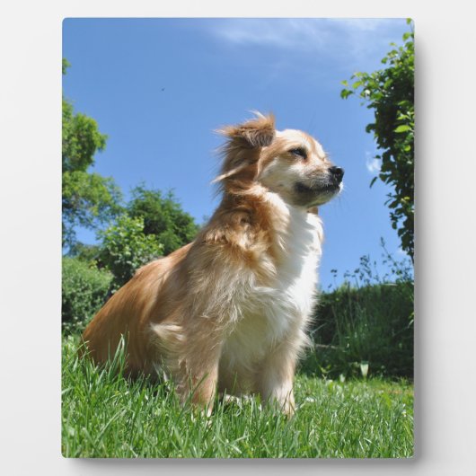 Niedlicher Grashund Fotoplatte (Vorderseite)