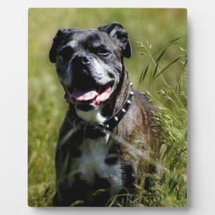 Niedlicher Grashund Fotoplatte
