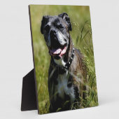 Niedlicher Grashund Fotoplatte (Seite)
