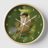 Niedlicher grauer Jay Whiskeyjack Songbird in Tann Uhr (Vorderseite)