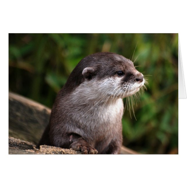 Niedlicher grauer Otter (Vorderseite (Horizontal))
