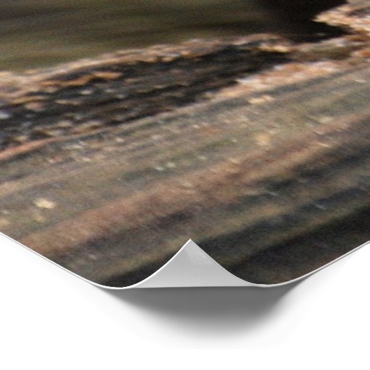 Niedlicher grauer Otter Poster (Ecke)