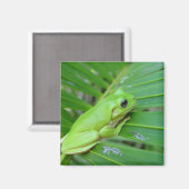 Niedlicher Graufrosch am Ende der Palme Magnet (Vorderseite/Rückseite)