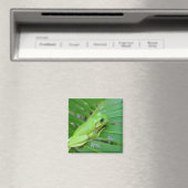 Niedlicher Graufrosch am Ende der Palme Magnet (In Situ (Geschirrspüler))