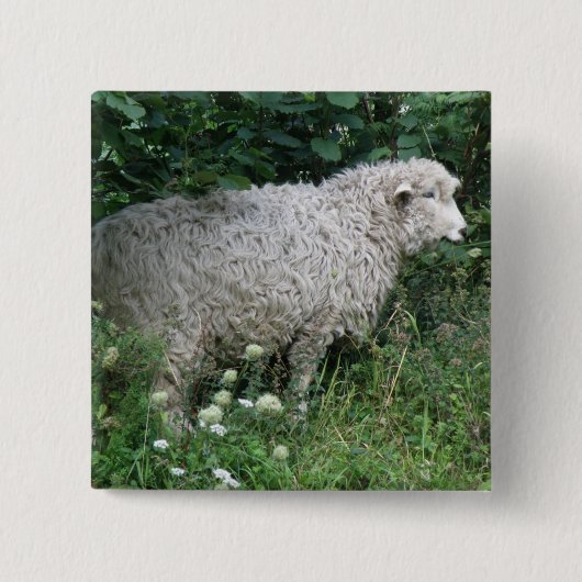 Niedlicher Greedy Sheep Eating Button (Vorderseite)