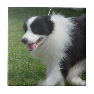 Niedlicher Grenzcollie-Welpe Fliese
