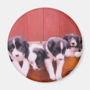 Niedlicher Grenzcollie-Welpen-Magnet Magnet