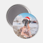 Niedlicher Großer Däne Hund sitzend im Schneehuhhu Magnet (Vorderseite/Rückseite)