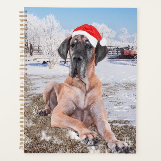 Niedlicher Großer Däne Hund sitzend im Schneehuhhu Planer (Vorderseite)