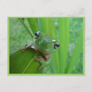 Niedlicher, grüner Frösch auf dem Verlass Postkarte