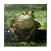 Niedlicher grüner Frosch schlägt eine Pose auf dem Fliese (Vorderseite)