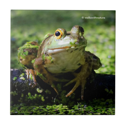 Niedlicher grüner Frosch schlägt eine Pose auf dem Fliese (Vorderseite)