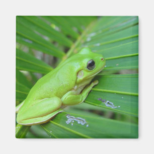 Niedlicher grüner offener Frosch auf dem Blatt de Magnet