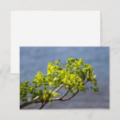 Niedlicher grüner Wind (Vorne/Hinten)