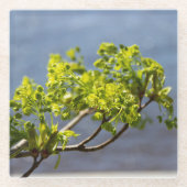 Niedlicher grüner Wind Glasuntersetzer (Vorderseite)