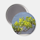 Niedlicher grüner Wind Magnet (Vorderseite/Rückseite)