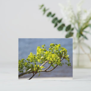 Niedlicher grüner Wind Postkarte