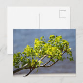 Niedlicher grüner Wind Postkarte (Vorne/Hinten)