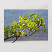Niedlicher grüner Wind Postkarte (Vorderseite)
