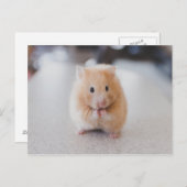 Niedlicher Hamster Postkarte (Vorne/Hinten)