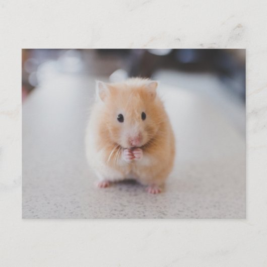 Niedlicher Hamster Postkarte (Vorderseite)