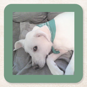 niedlicher hellweißer Hund mit grünem Scarf auf Co Rechteckiger Pappuntersetzer