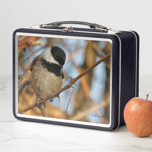 Niedlicher hoffnungsvoller Schwarzkicherling-Songb Metall Brotdose (Beispiel)