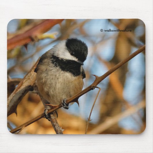 Niedlicher hoffnungsvoller Schwarzkicherling-Songb Mousepad (Vorne)