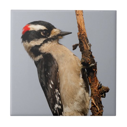 Niedlicher Holzspecht auf Obstbaum Fliese (Vorderseite)