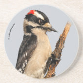 Niedlicher Holzspecht auf Obstbaum Getränkeuntersetzer (Vorne)