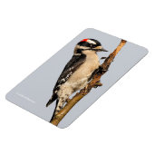 Niedlicher Holzspecht auf Obstbaum Magnet (Linke Seite)